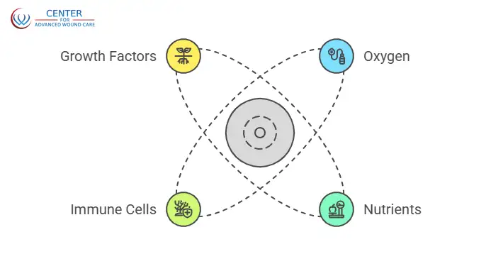 Diagram showing key elements that support wound healing growth factors, oxygen, immune cells, and nutrients, surrounding a wound site, used by the Centre for Advanced Wound Care.